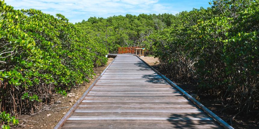 20220325_mangrove-de-Ouémo_BG-10.jpg