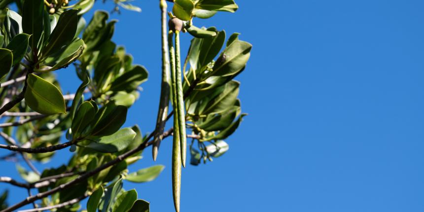 20250516_CMJ_Visite-Mangrove-17.jpg