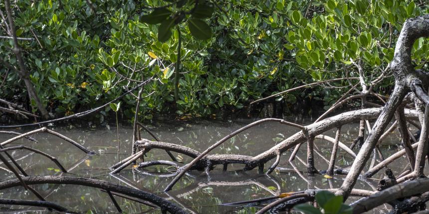 La mangrove préservée