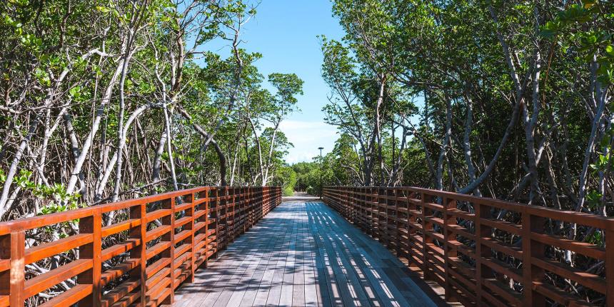 Passerelle et sentier au sein de la mangrove