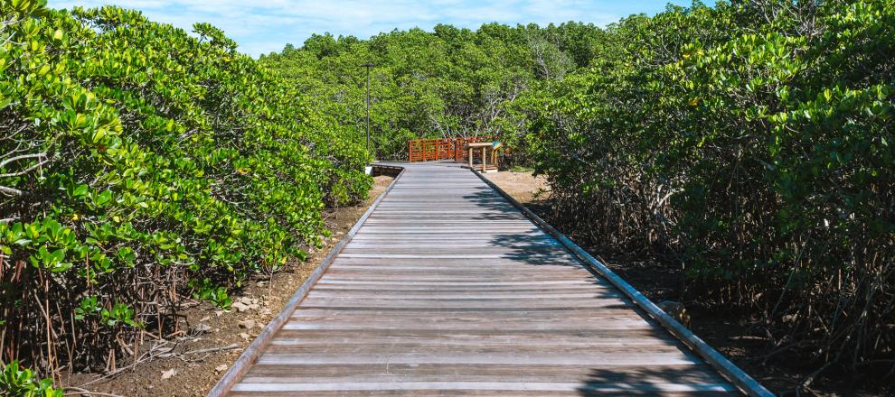 20220325_mangrove-de-Ouémo_BG-10.jpg