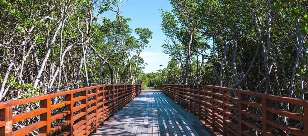 Passerelle et sentier au sein de la mangrove