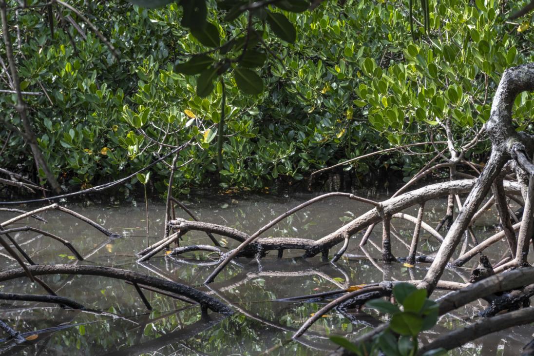 20220130_Maison_Biodiversité_Visite_Mangrove_Bernard_Suprin-17.jpg
