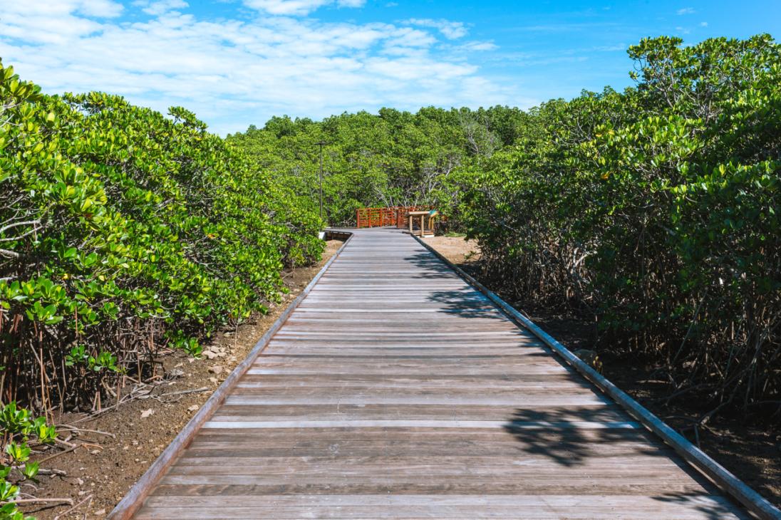 20220325_mangrove-de-Ouémo_BG-10.jpg