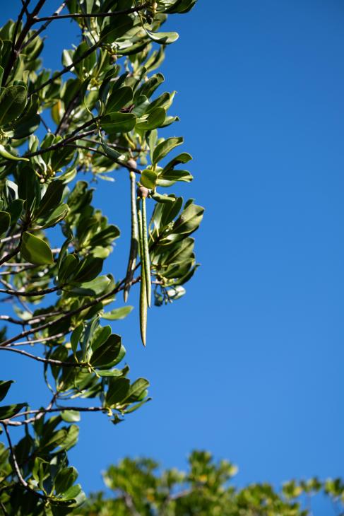 20250516_CMJ_Visite-Mangrove-17.jpg