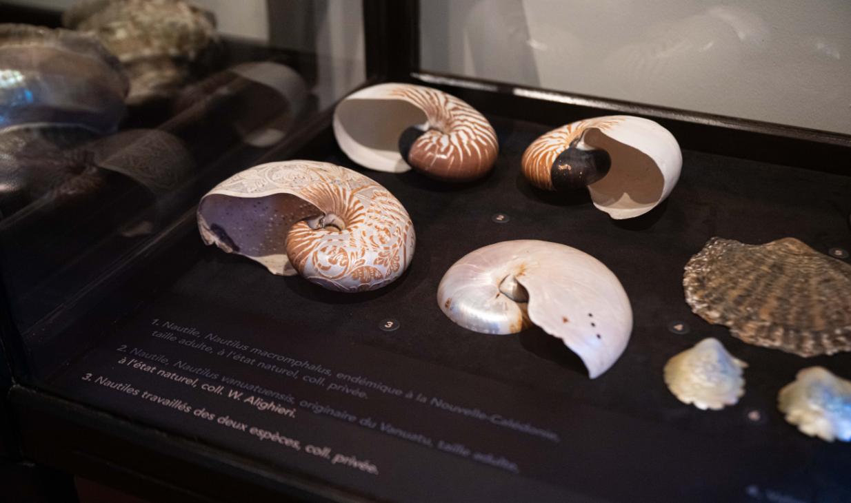 Expo Graveurs sur nacre_vitrines-1