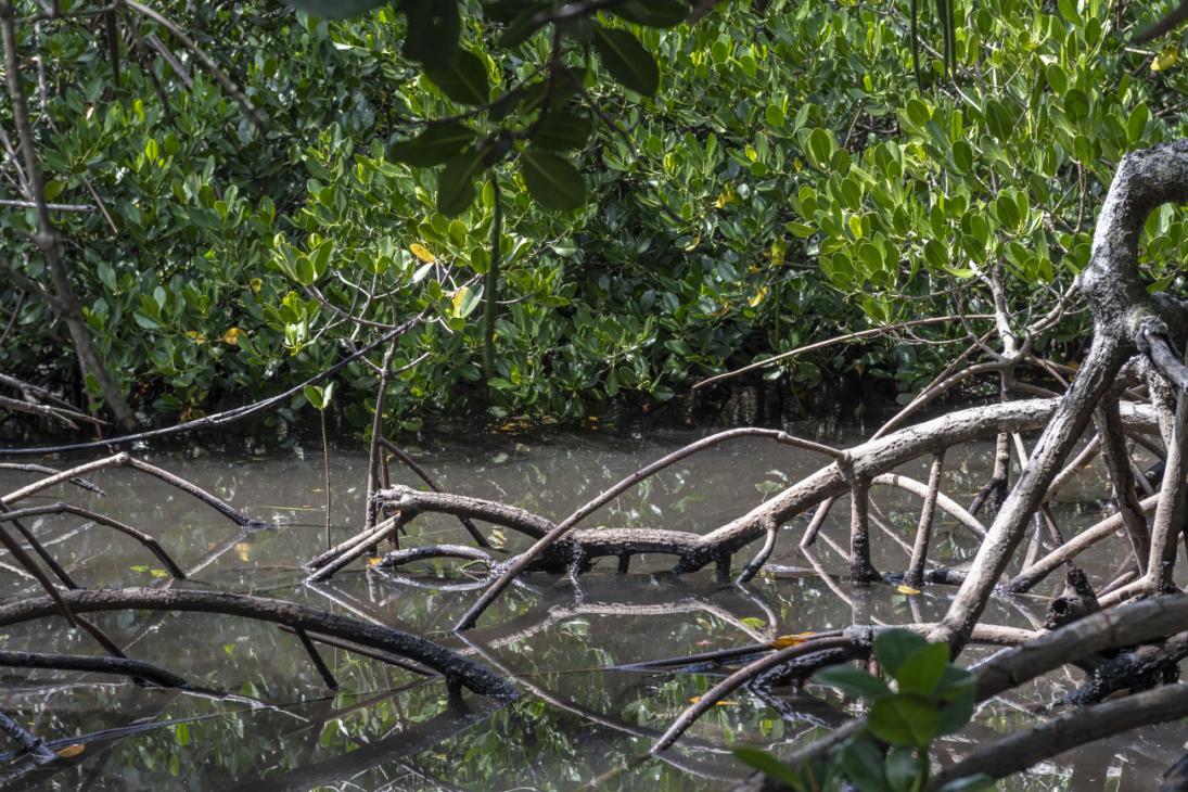 La mangrove préservée