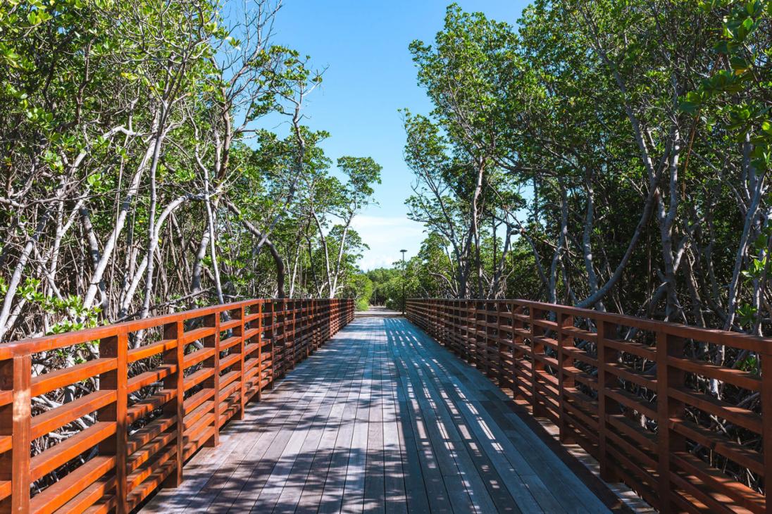 Passerelle et sentier au sein de la mangrove