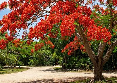 arbre-remrquable.jpg