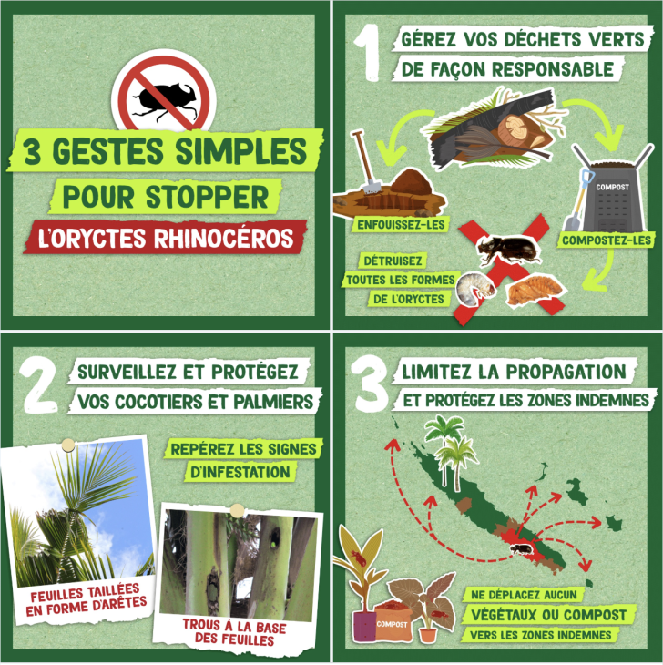 Trois gestes simples pour stopper le scarabée rhinocéros