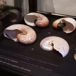 Expo Graveurs sur nacre_vitrines-1