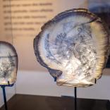 Expo Graveurs sur nacre_vitrines-14