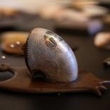 Expo Graveurs sur nacre_vitrines-4