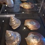 Expo Graveurs sur nacre_vitrines-6