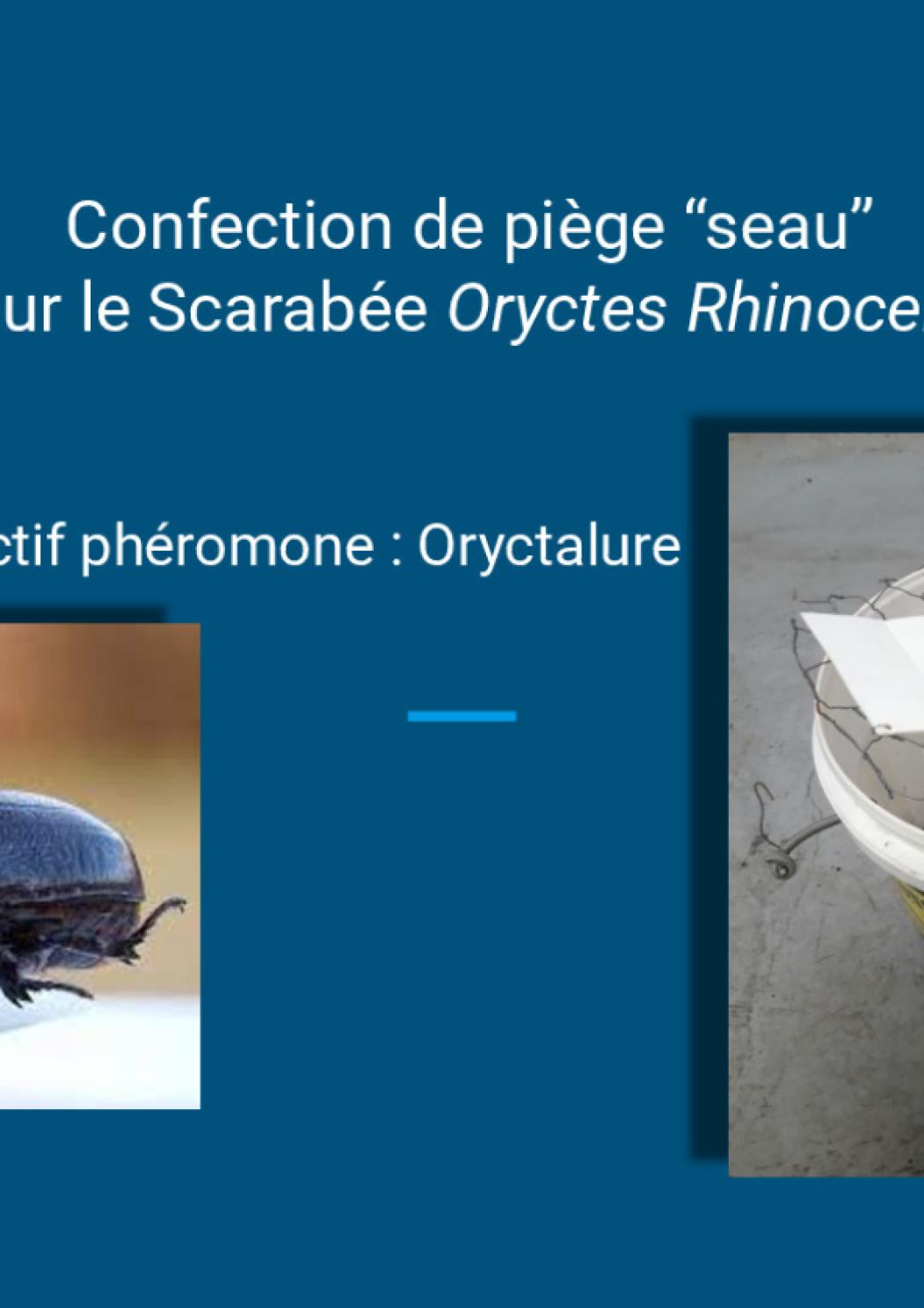 Scarabée rhinocéros - confection d'un piège seau.pdf
